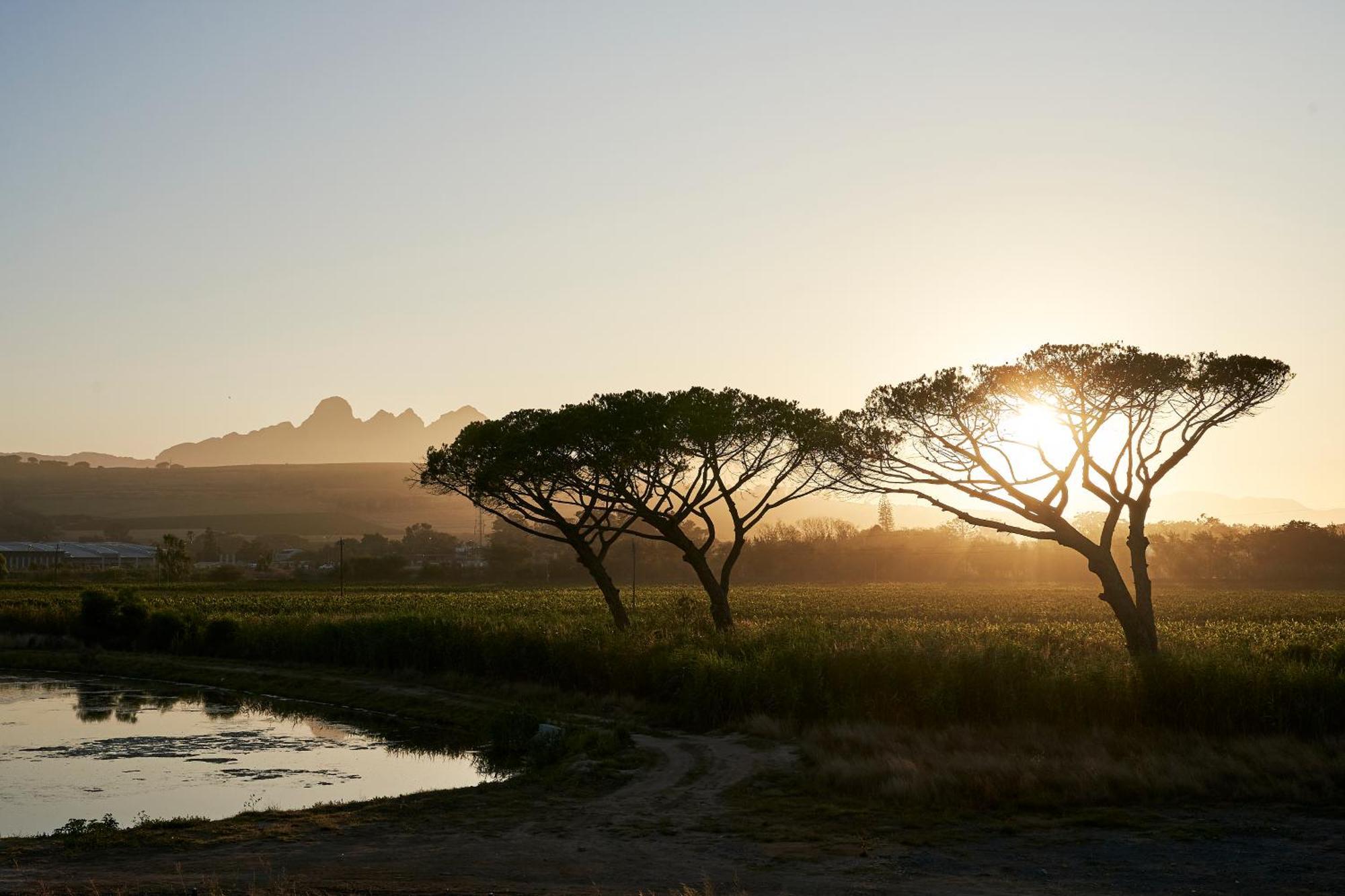 Vergenoegd Loew Boutique Hotel & Spa Cape Town Eksteriør bilde