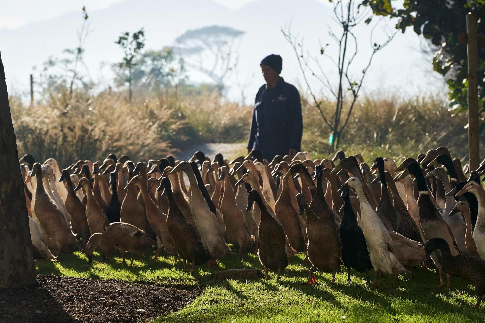 Vergenoegd Loew Boutique Hotel & Spa Cape Town Eksteriør bilde